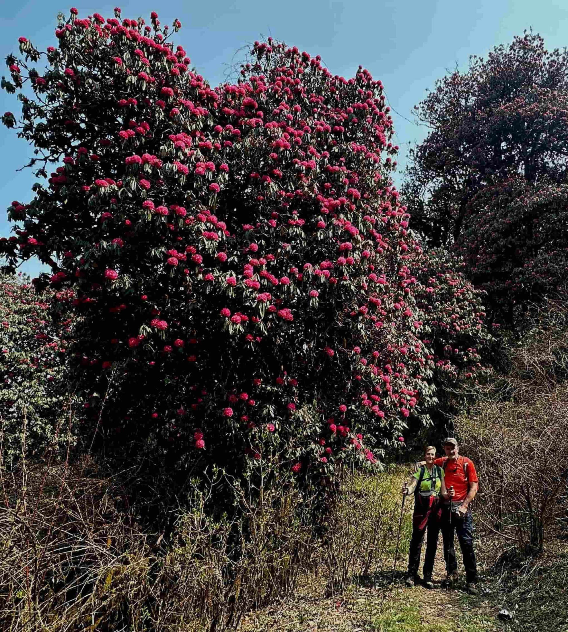 Rhododendron Trek