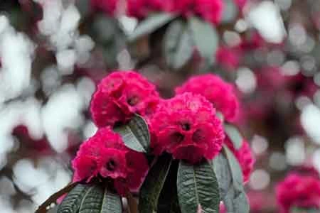 Nepal Rhododendron Trek