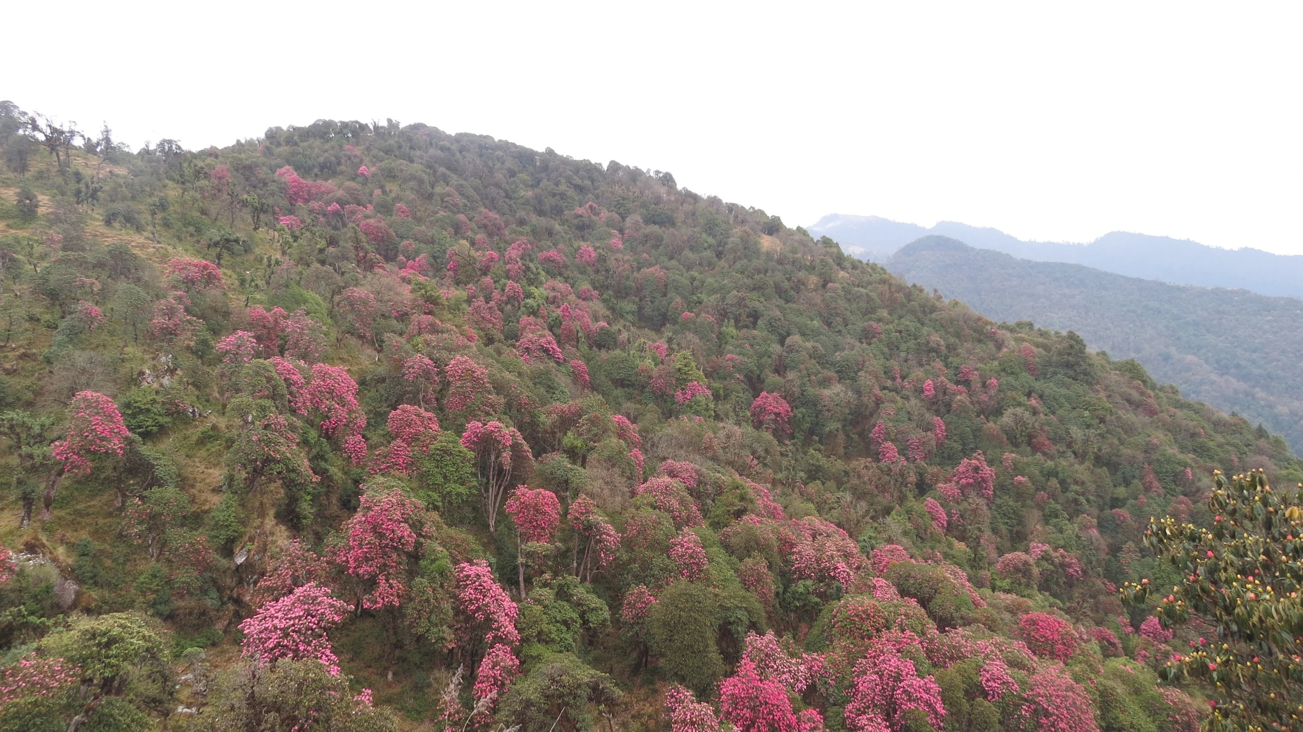 Rhododendron Forest in Nepal