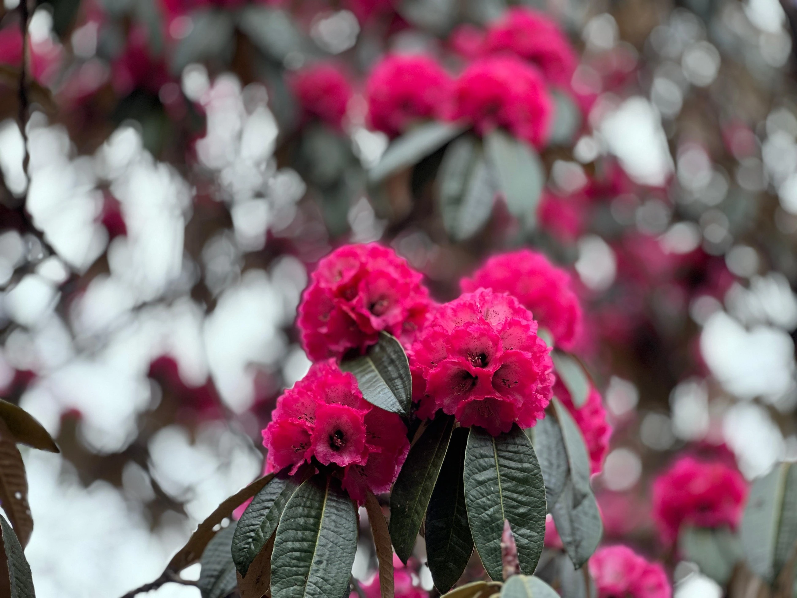 Nepal Rhododendron Trek
